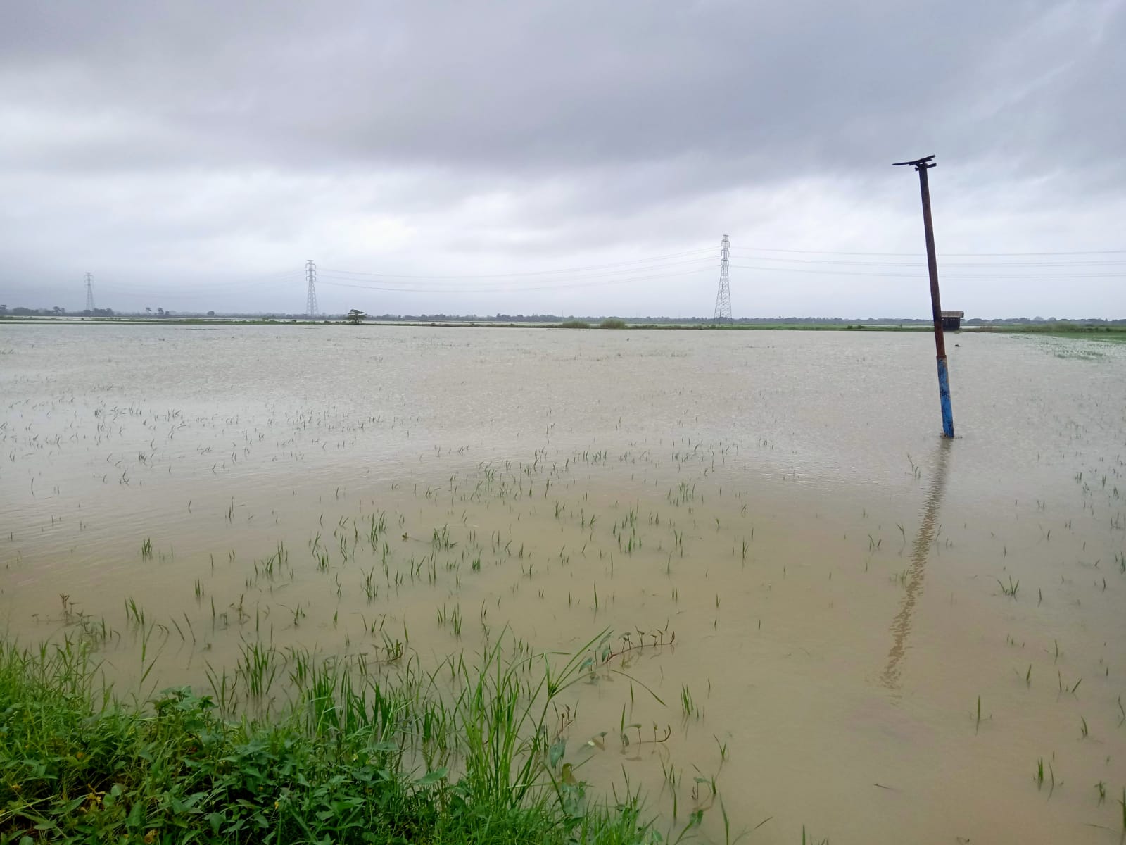 Petani Jepara Merana Akibat Banjir Parah